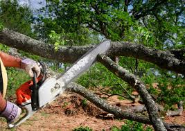 Best Root Management and Removal  in Lowry Crossing, TX