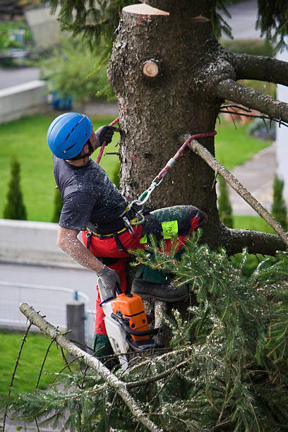 How Our Tree Care Process Works  in  Lowry Crossing, TX