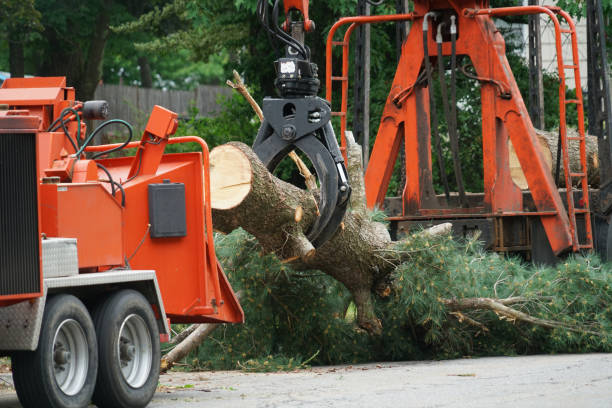 Best Tree Cabling and Bracing  in Lowry Crossing, TX